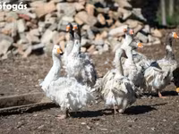 Geese — fotografija 6