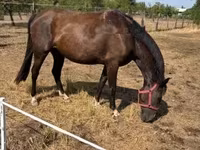 Кобила, Nonius horse — фото 2