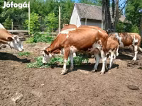 Vaca, Simmental cattle — foto 1