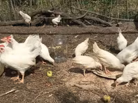 Leghorn — fotografija 3