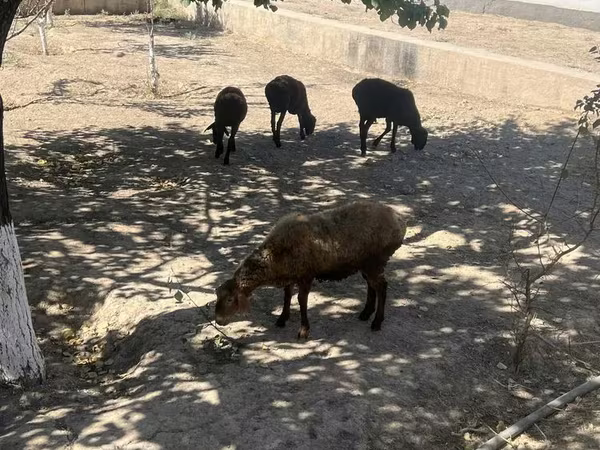 Baran, Owce