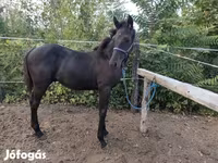 Caballo, Caballos — foto 4