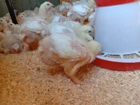 Chickens — zdjęcie 2