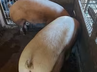 Sow, Pigs — photo 4