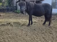 公马, Horses — 照片 3