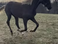 Pastuv, Rocky Mountain Horse — fotografija 2