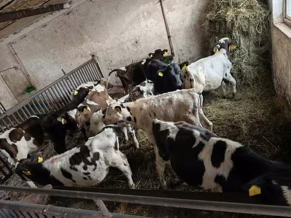 Bik, Holštajnska rasa