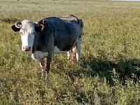 Krowa, Simmental cattle — zdjęcie 7