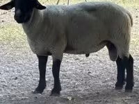 كبش, White Suffolk sheep — الصورة 1