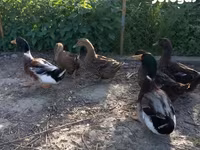 Ducks — फ़ोटो 2
