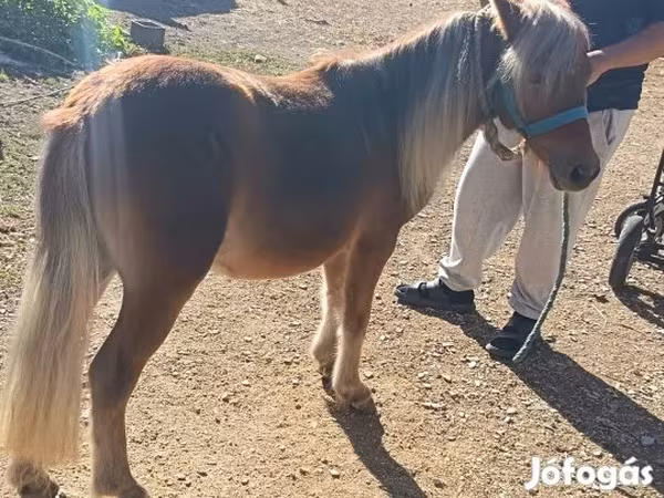 Horse (M), Shetland Pony