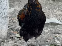 Ameraucana — photo 1
