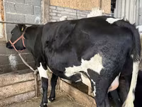Vache, Race Holstein — photo 3