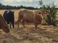 Kuh, Aberdeen-Angus — Foto 4