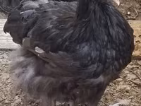 ऑर्पिंग्टन — फ़ोटो 1