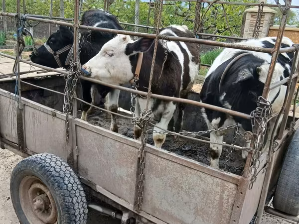 Buğa, Russian Black pied cattle