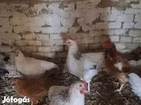 Chickens — الصورة 1
