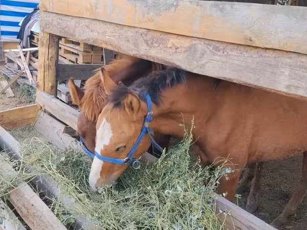 Pastuv, Коњи