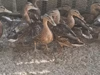 Ducks — الصورة 2