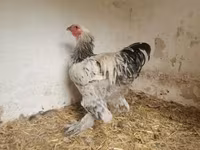 Brahma — Foto 1