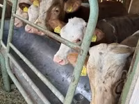 Bulle, Limousin-Kuh — Foto 1