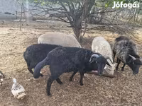 Ram, Merino sheep — photo 5