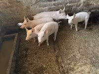 Schweine (Partie, Geschlecht nicht angegeben), Schweine — Foto 3