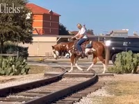 Horse (M), American paint horse — photo 4