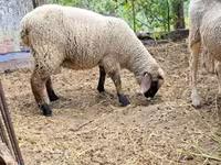 Schaf, White Suffolk sheep — Foto 3