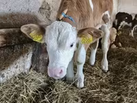 公牛, Simmental cattle — 照片 2