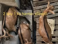 Cabra, Cabras — foto 2