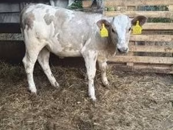 Buğa, Charolais cattle — Macarıstan