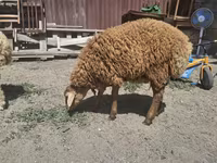 भेड़, भेड़ — फ़ोटो 1