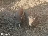 Säue, Вьетнамская вислобрюхая — Foto 3