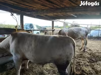 Cattle (batch, sex not specified), Cattle — photo 4