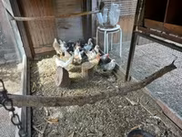 Holländisches Bantam — Foto 5