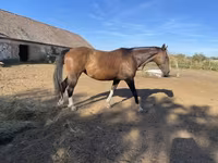 Aygʻir, Hungarian horse breed — 8-rasm