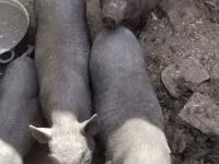 Locha, Świnie — zdjęcie 1