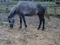 Mare, Horses — photo 3