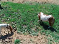 Kobila, Australian Pony — fotografija 2