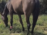 Kobila, Friesian sport horse — fotografija 3