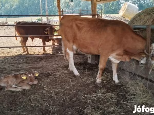 Kuh, Simmental cattle
