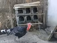 Turkeys — fotografija 3