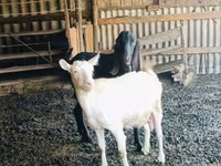 Jarac, Kamori goats — fotografija 1