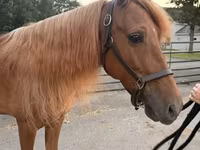 Pastuv, Rocky Mountain Horse — fotografija 1