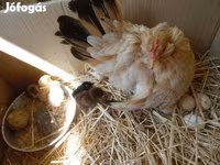 Chickens — الصورة 2