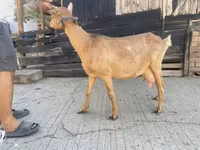 母山羊, Goats — 照片 2