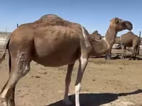 Kamile (partija, pol nije naveden), Anafi camel — fotografija 5