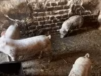Świnie (partia, płeć nieokreślona), Świnie — zdjęcie 1