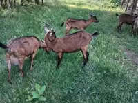 公山羊, Alpine goat — 照片 3
